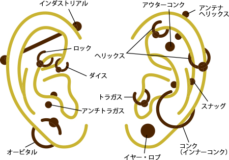 ピアスの可能な部位